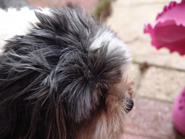 picture-016_8138956101_o