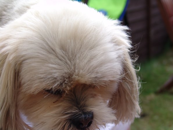 picture-021_8138978844_o