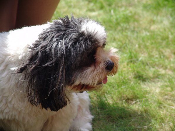 picture-036_8138957686_o