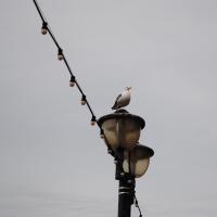 dsc_0853_12136780143_o