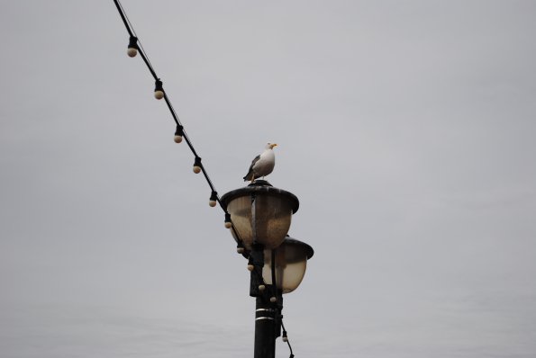 dsc_0853_12136780143_o