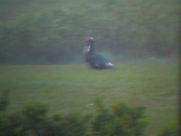 00-00009_12160660874_o