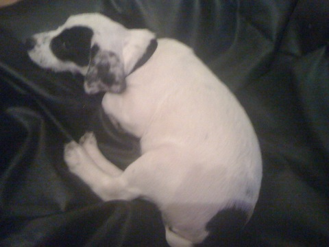 img_0125_12239499043_o