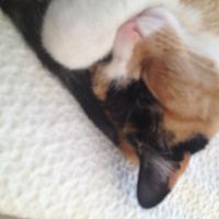 img_0231_12240482866_o