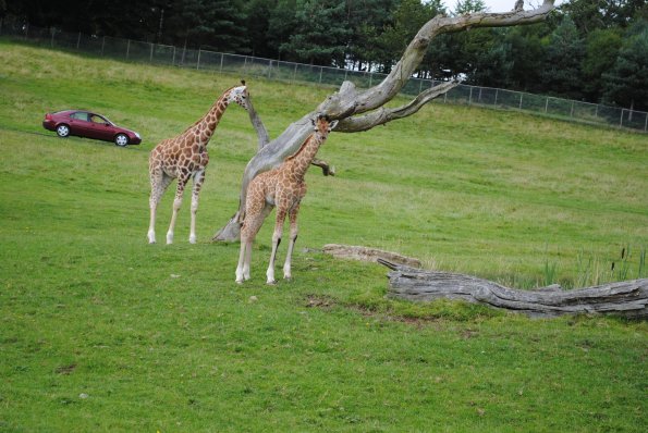 dsc_0895_12138906674_o