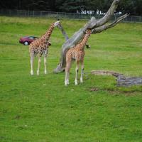 dsc_0896_12138906154_o