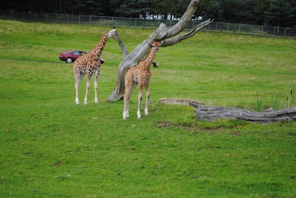 dsc_0896_12138906154_o