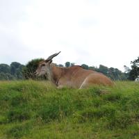 dsc_0916_12138751663_o