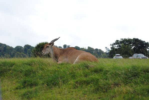 dsc_0916_12138751663_o