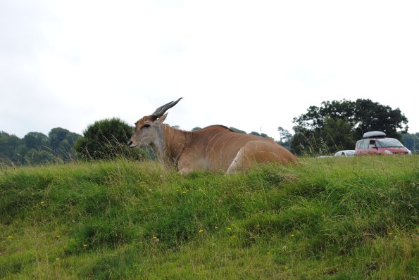 dsc_0917_12138893984_o