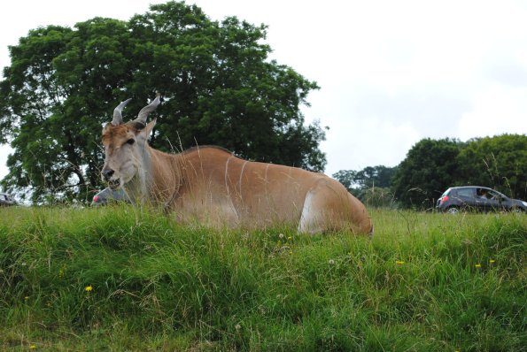 dsc_0918_12138891474_o