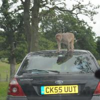 dsc_0920_12138484295_o