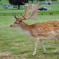 dsc_0934_12138476505_o