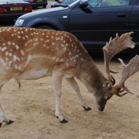 dsc_0935_12138476245_o