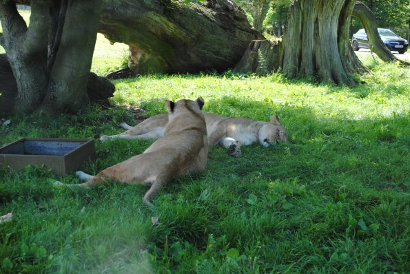 dsc_0952_12138870934_o