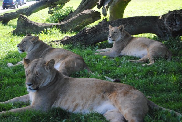 dsc_0953_12138464895_o