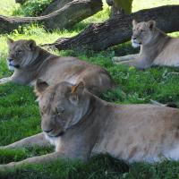 dsc_0954_12138870254_o