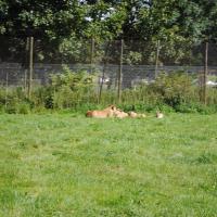 dsc_0962_12139116946_o