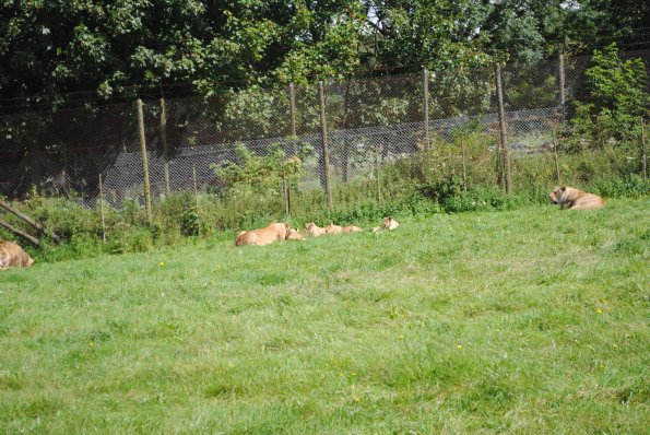 dsc_0965_12138721603_o