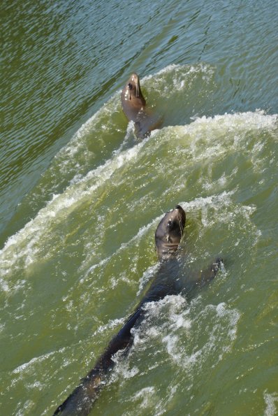 dsc_0983_12138850744_o