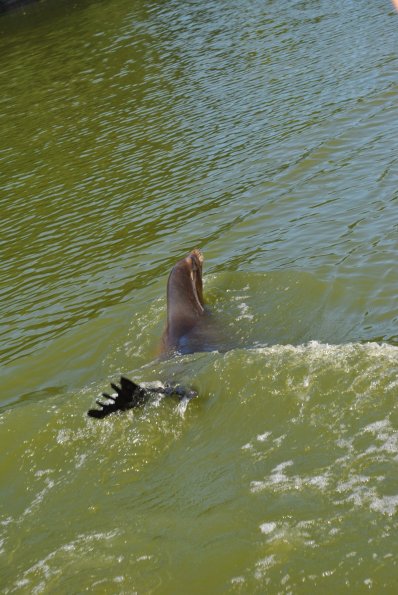 dsc_0985_12138443345_o