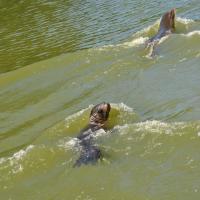 dsc_0987_12139100416_o