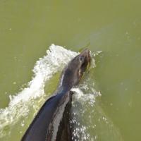 dsc_0989_12138440465_o