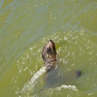 dsc_0990_12138440125_o