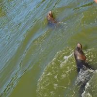 dsc_0992_12138439115_o