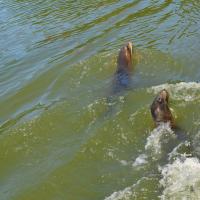 dsc_0993_12138438675_o