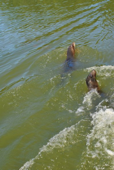 dsc_0993_12138438675_o