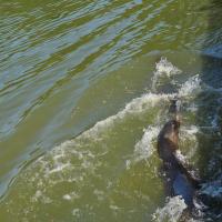 dsc_0994_12139096946_o