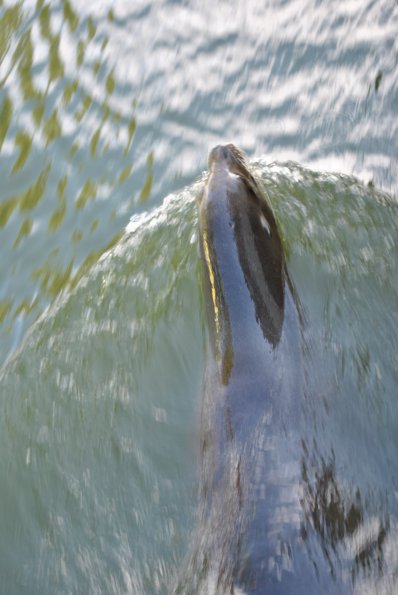 dsc_0997_12139095126_o