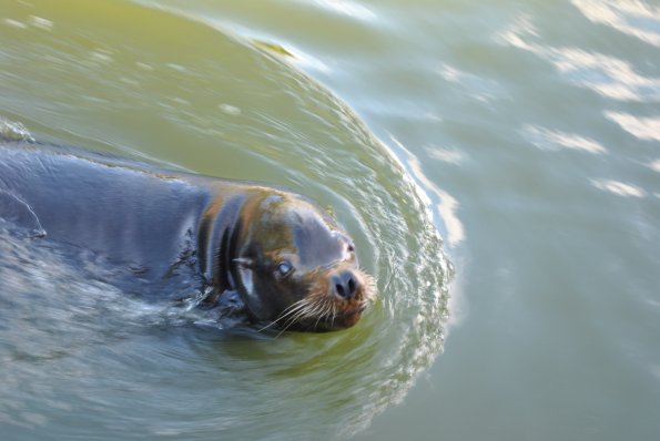 dsc_0998_12138765474_o