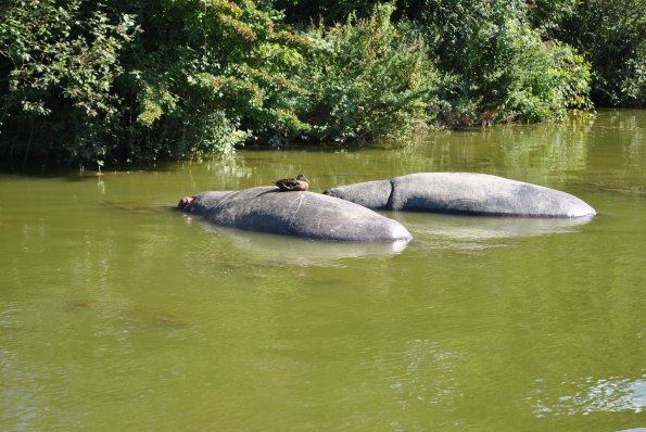 dsc_1004_12138595843_o