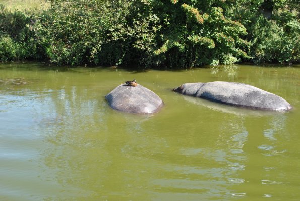 dsc_1005_12138326875_o