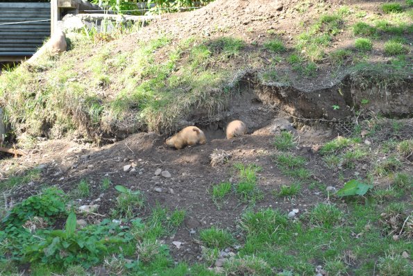 dsc_1008_12138713074_o