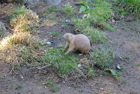 dsc_1013_12138287985_o