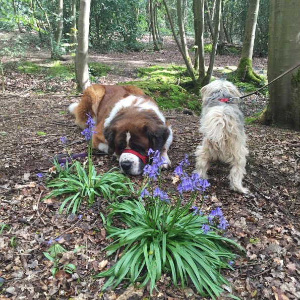 beckham-is-camera-shy_26699949286_o