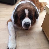 doe-the-dog-was-puzzled-at-the-absence-of-his-front-left-leg_26163797884_o