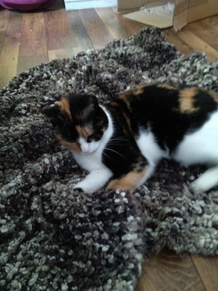 img_0187_12240035515_o