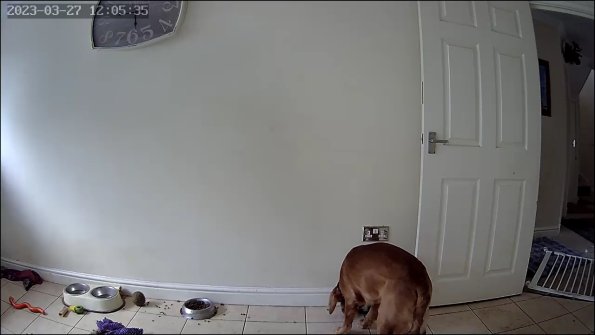 pets_53906547381_o