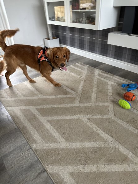 pets_53906886718_o