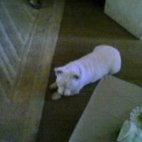 image-15_12254714865_o