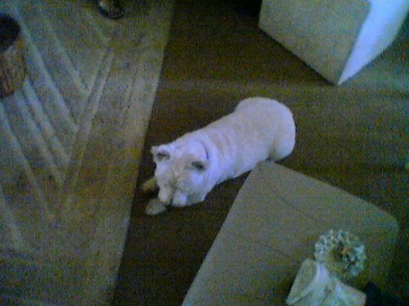 image-15_12254714865_o